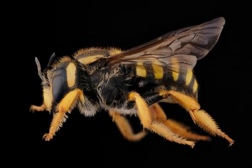 Réf. 298 230 : Trachusa interrupta